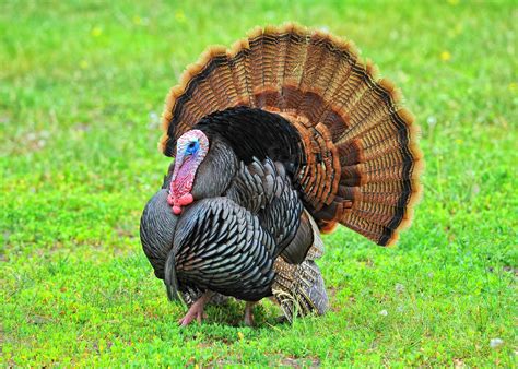 Turkey & turkey hunting - H. Habitat — Habitat is the natural home or environment of an animal. Hat — Turkey hunters use a camo hat to help conceal their movements while hunting. Never wear red, white or blue colors, as these are the main colors of a wild turkey’s head. Hen — A hen is the female wild turkey.